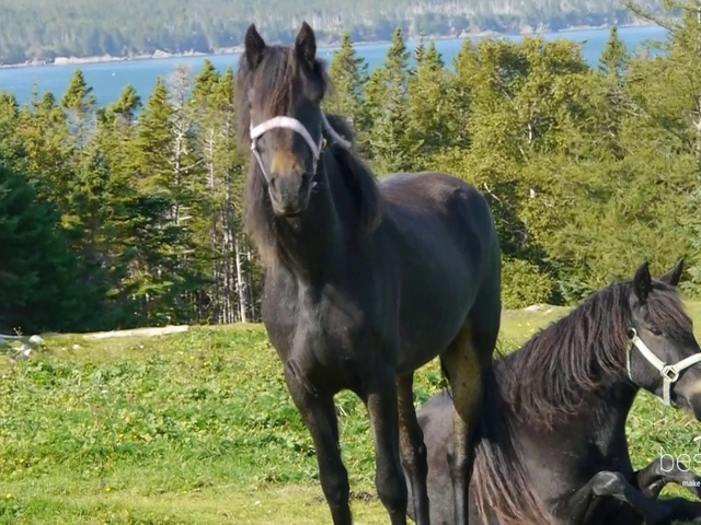 How Newfoundland Ponies are like Newfoundlanders Themselves